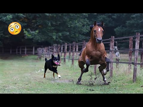 Best funniest horses of the week - Funny And Cute horses Video Compilation 2024 🐴2