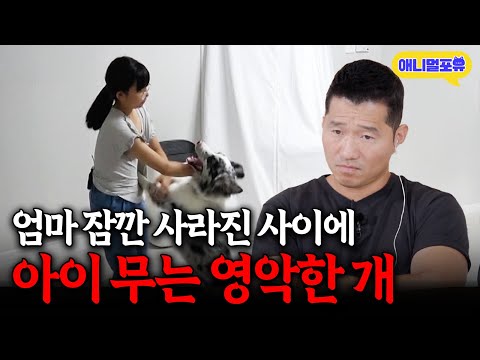 엄마 없을 때만 아이 물어 뜯는 레전드 영악한 보더콜리... I KBS 개는 훌륭하다 230828 방송
