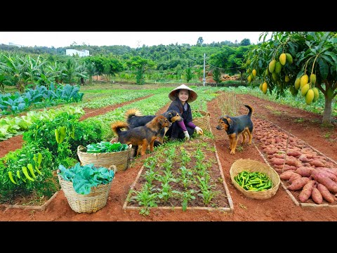 Harvest Agricultural Products: Choy Sum, Lettuce, Chili Pepper,Sweet Potato, Mango To Sell at Market
