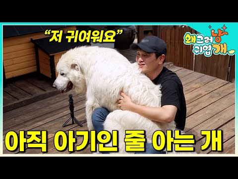 "Please play with me.." A dog that just wants to play when it's still young, but has grown so muc...