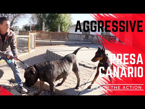 Powerful dog attacks Prince and other dogs