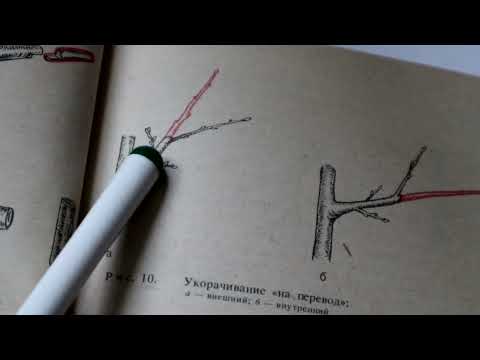 НА ЧЁМ ОСНОВЫВАЕТСЯ МОЯ ОБРЕЗКА. Методы обрезки сада.