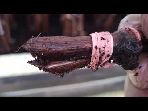 Do this and you will have a SUPER grape cutting, a SUPER root, SUPER strong growth this year.