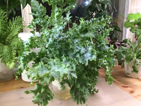 №2. Флебодиум Давана. Обзор.