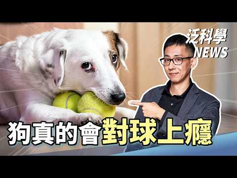 仿腦設計的水晶片登場！這蜘蛛是男也是女！大腦也會潰壩？【泛科學NEWS EP29】