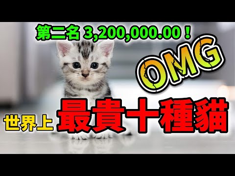 世界十大最貴寵物貓TOP10，全球貓奴看了直接賣腎！ | #世界最貴 #最贵猫 #天價 #寵物貓 #家貓 #科普 #熱門