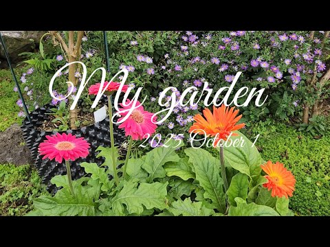 ♧제주귀촌 라이프 #제주도 #정원 ☆화창한 가을의 제주 ☆내년을 위한 파종, 옮겨심기 ☆가지정리 분갈이 ☆아스타, 청하쑥부쟁이 피는 정원