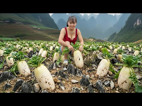 [TIMELAPSE] --389 Days Harvesting Many White Radish, Wild Tuber From The High Mountains Go To Sell