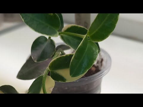 Распаковка новиночек! Мои алоказии, как им у меня))))