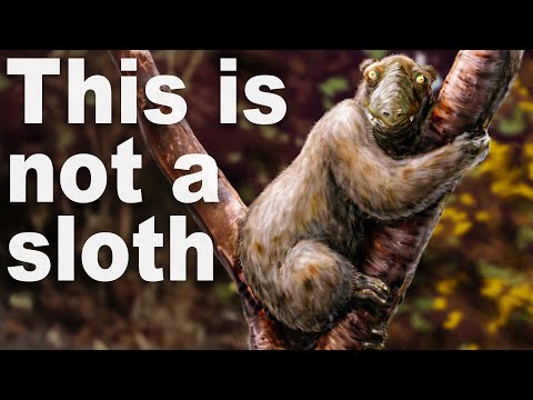 Every Time Things Have Evolved Into Sloths