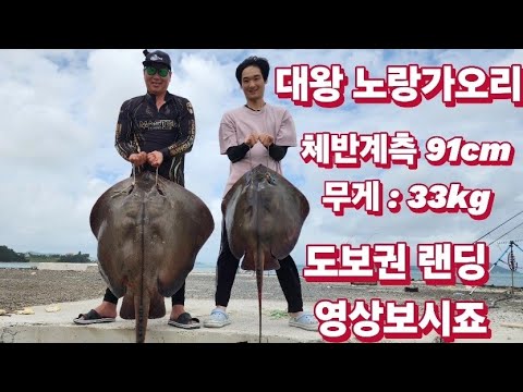 대왕 노랑가오리 체반 91cm ,무게 33kg