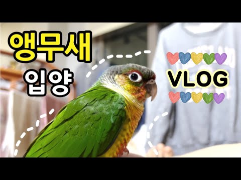 [VLOG] 앵무새 입양 브이로그 | 코뉴어 앵무새 입양 첫 날부터 적응기간까지🐥📷🎞 | Adoption of a parrot
