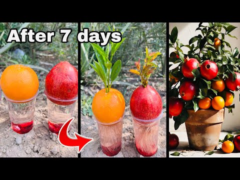 Wonderful : How to grow pomegranate and orange trees in the water and with beetroot