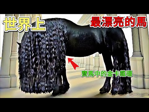 世界上最漂亮的二十五種馬，你見過如此純種的白馬嗎？從擁有美麗鬃毛的安達盧西亞馬，到腿上有特殊羽毛的夏爾馬。排名第二的馬種，體毛，被稱為是馬界的“金·卡戴珊”。