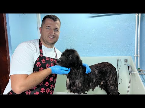 Grooming A Giant...Why Don't We Post More Often?