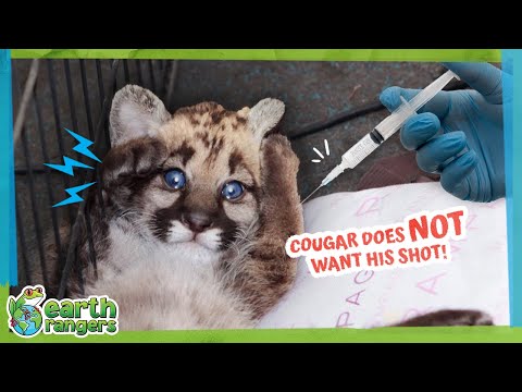 Is This Cougar Brave Enough To Get A Shot? | Earth Rangers