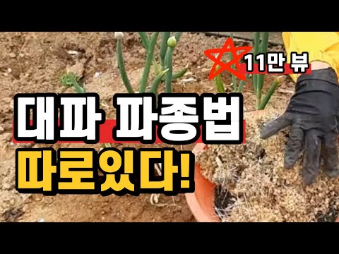 대파 파종법 알려드립니다.(#대파파종,#대파파종법,#대파재배법,#대파재배,#대파심는시기,#파파종시기,#대파씨앗파종시기,#대파파종방법,#파테크)