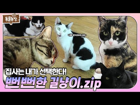 [SUB] 너.. 오늘부터 내 집사가 돼라! ‘뻔뻔한 길고양이’들의 강제 집사 간택 모음집.zip #TV동물농장 #AnimalFarm #SBSstory