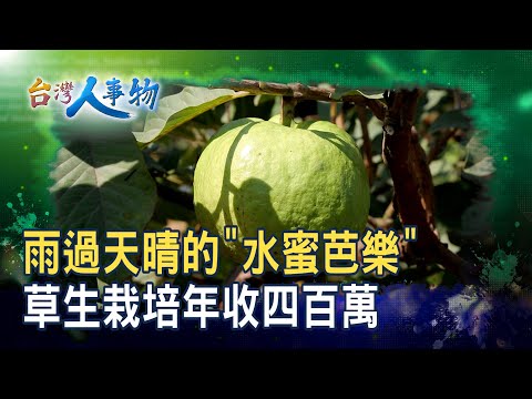 喝奶長大的“水蜜芭樂”｜綠創頂級芭樂｜【台灣人事物】2025.10.04