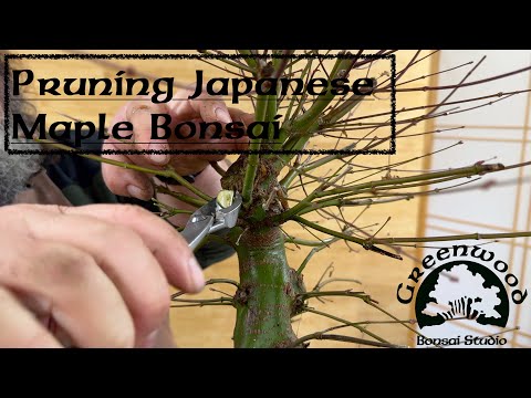 Corin Tackles A Field Grown Japanese Maple - Greenwood Bonsai