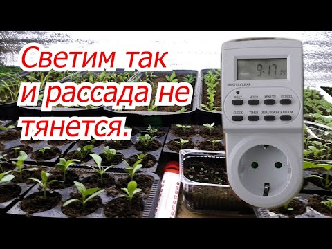 Сколько часов в день светить рассаду, что бы она не тянулась.