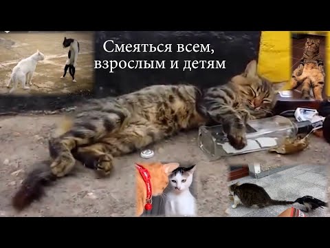 Самая смешная подборка домашних котиков и кошек