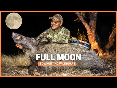 Wild Boar Bow Hunt After Dark: Anatomy, Ethics, and a 7-Meter Shot