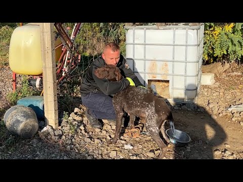 This chained dog suffered in silence, until someone finally called.