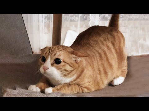 New Funniest Cats Clips 2025😼Try Not To Laugh😜 #34