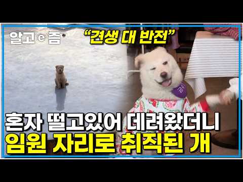 "금방 사장 되겠어 이거" 버려진 개에서 임원까지 초특급 승진 가게 매출은 내가 맡는다 너무 휼륭한 개｜세상에 나쁜 개는 없다｜알고e즘