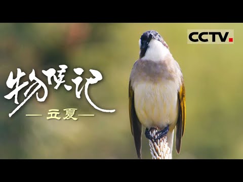 《物候记》立夏：立夏时节的绿色交响 万物复苏 生机盎然！【CCTV纪录】