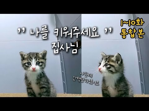 (1~10화 통합본) 제주 길냥이 미미 구조부터 적응까지 성장일기