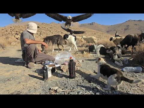 Life of Nomads | Stunning Eagle Hunt Caught on Camera in Remote Hills