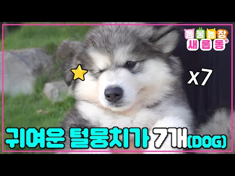 [#새롭동물농장] 아! 가라고요! 아가라구요^^🥰 뭉치의 자식 다운 사고뭉치 맬러큐트 7꼬물이 육아 대소동😆 / EP.1195 #TV동물농장 #AnimalFarm #SBSstory