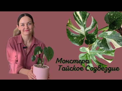 МОНСТЕРА ТАЙСКОЕ СОЗВЕЗДИЕ ✨ ПЕРЕСАДКА