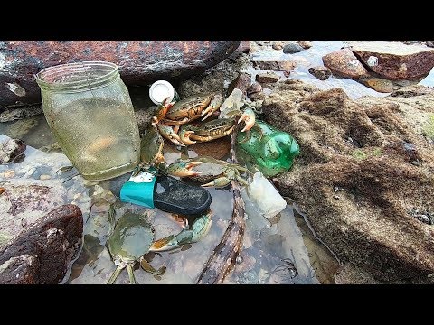 赶海发现垃圾堆里藏大货，螃蟹鲨鱼多到堆成山，一个桶都装不下