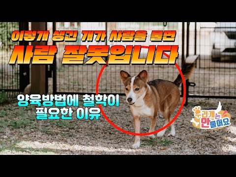 🐶 이렇게 생긴 개가 사람을 물면 🚨 사람 잘못입니다! 브리더의 관점과 훈련사의 관점이 다른 이유 #우리개는안물어요 #강아지교육 #강아지키우기
