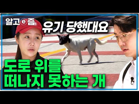 "주인을 기다리는지 매일 같은 곳을 맴돌아요" 구조를 결심하고 썰쌤과 동물보호단체가 나서 유기견을 안전하게 포획하기로 하는데 ｜세상에 나쁜 개는 없다｜알고e즘