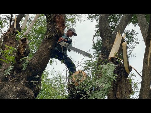 Blocked by bamboo and guarded by millions of fire ants ‼️ Felling 2 trees was the most painful.