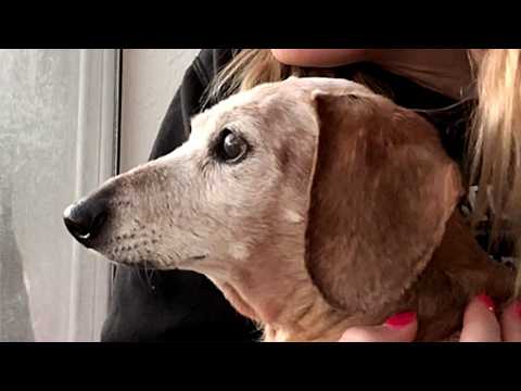 This Elderly Dog's Reaction to Being Adopted Will Melt Your Soul