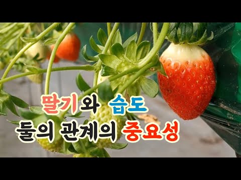 How to prevent powdery mildew and gray mold, the most dangerous diseases for strawberries