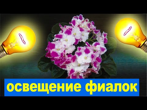 КАК ПРАВИЛЬНО ОСВЕЩАТЬ ФИАЛКИ? Доступно и Понятно даже для новичков