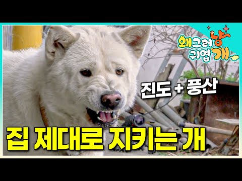보호자들에겐 한없는 순둥이지만 외부인에게 한 마리의 맹수가 되는 개! 무턱대고 짖는다고 생각했는데 다 이유가 있었다? │#왜그러냥귀엽개