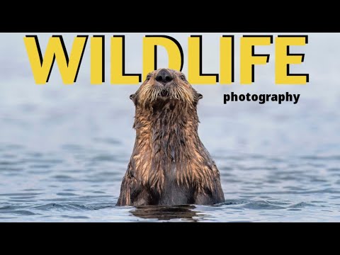 WILDLIFE PHOTOGRAPHY of Grizzly Bears, Whales, Sea Otters, Orcas and more | NIKON Z9