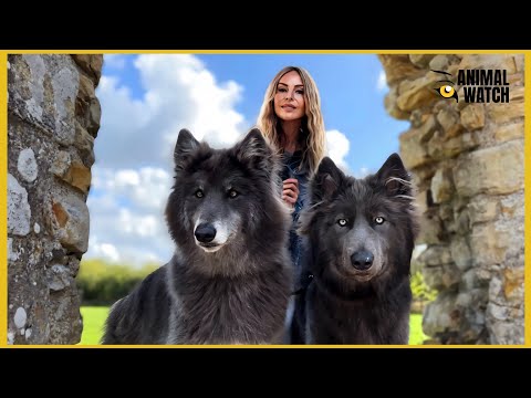 GIANT BLUE WOLFDOG - When River met Ocean / Ep 3