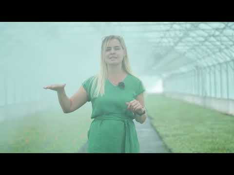 Как вырастить миллион кустов!