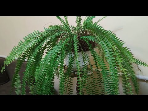 Пошаговая пересадка папоротника