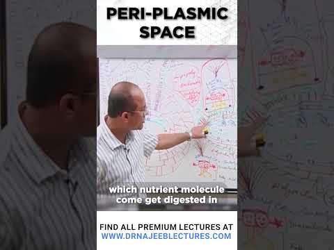 Periplasmic space 1