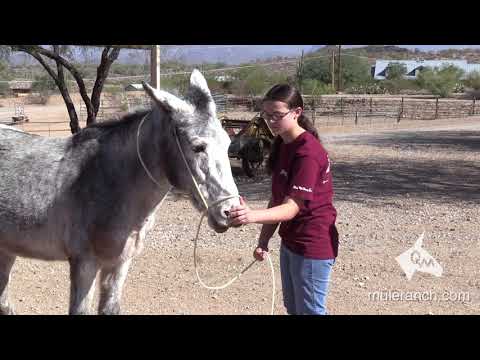 When Your Mule Tries to Hit You