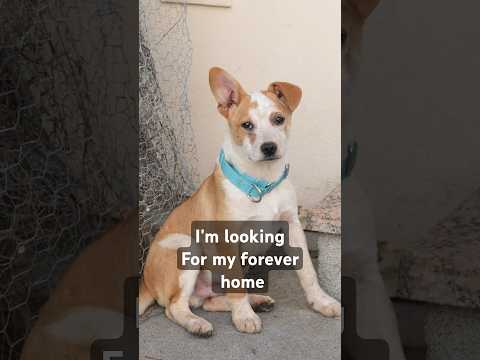 Boy has found his forever home #puppy #rescue